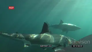 A pair if Great white sharks gently swimming underwater in ocean and passing by camera LA.