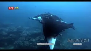 MS to CU of a tagged giant manta ray that is heavily lade with remora's glides in the sea