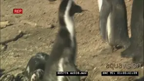 African Penguin carrying sticks to burrow to build nest