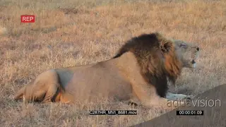 Male Lion roaring calling MCU PAN ZOOM CU
