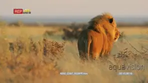Male lion standing in the savanna facing away from camera