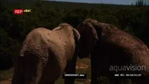 [2] African Elephants Fighting MCU