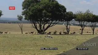 Giraffe calf on the grass after being born LWS