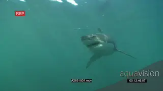 Great white shark gently swimming underwater in a ocean PAN HAND