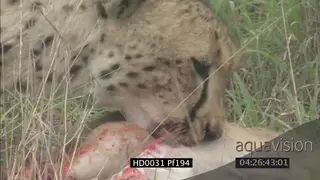 Cheetah feeding on dead duiker CU WS