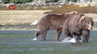 Grizzly Brown Bears chase, hunting for salmon fish