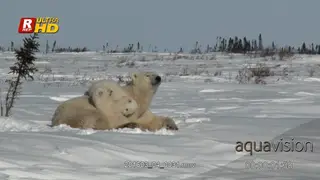 Adult Female Polar bear laying down, looking around and her cubs playing.
