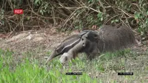 Giant Anteater walking and drinking water from the river SCENIC