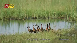 Flock of White-faced whistling duck walking, standing and looking around.