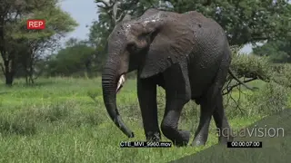 African Elephant walking away from mud pool after a mud bath GREEN LS PAN MLS