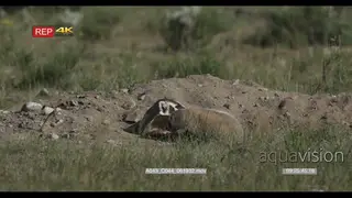 American Badger with juvenile laying on prairie showing affection MWS