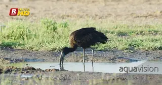 Openbilled stork standing in water, foraging using its beak and searching.