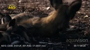 Pack of young African Wild Dog pubs laying down, resting and sleeping.