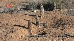 Meerkat chases cape ground squirrel into the burrow