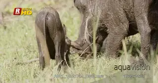 Adult female Warthog and a young, standing covered in mud and grazing on grass.