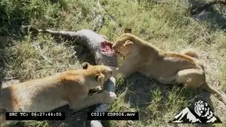 African Lionesses Feeding on a Python that swallowed the Lion cub