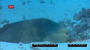 Yellowmargin Triggerfish swimming close to sea bottom, feeds on corals FF; MS