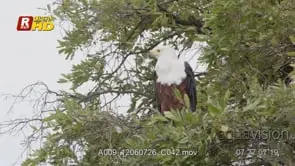 African Fish eagle perched on a tree, looking around and foraging from a high angle.