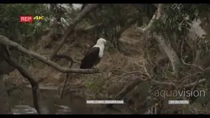 African Fish Eagle standing on tree looking around LS