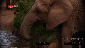 CU Shot of African Elephant Bull and Calf Drinking Water