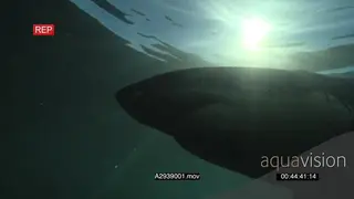 Great white shark gently swimming underwater in ocean passing by and over camera UW HAND