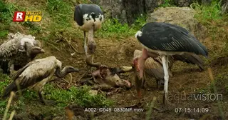 Flock of Marabou stork and Ruppell's Vultures feeding on dead carcass remains.