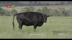 Cow standing on bushveld then turning looking at camera MLS