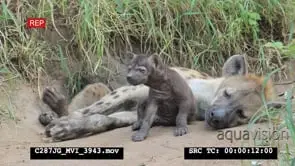Spotted Hyena pup sitting then laying against mother MCU