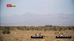 A Herd of Springboks Grazing