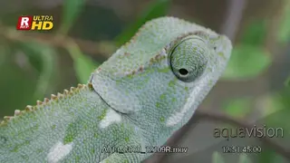 Veiled Chameleon with curled tail on a tree branch,eyes moving 360 and holding on.