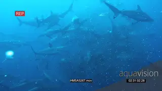 Blacktip Sharks and Cape Gannets feeding UW on Sardine bait ball WS PAN HAND