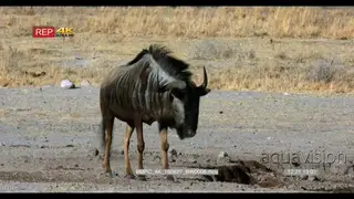 Blue wildebeest walking straight to camera