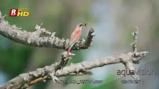 Southern carmine bee-eater hunts on a wing,landing on a tree branch and feeding on flying.