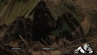 Goliath Bird-eating Spider in a forest