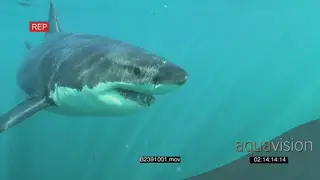 Great white shark gently swimming underwater in ocean passing by camera UW HAND
