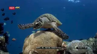 A hawksbill turtle, Eretmochelys imbricata rests on a coral block while it chews its food.