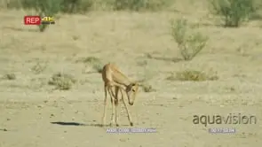 Red hartebeest foal standing looking at camera