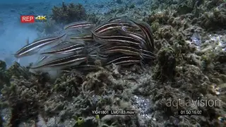 Tracking shot of a school of striped catfish.
