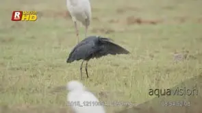Black heron walking, foraging, looking around and preening itself. MWS.