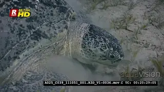 An Extreme Close Up, Tracking shot of a Green Sea Turtle.