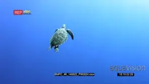 A Green Sea Turtle swims in the blue sea GOOD LIGHT