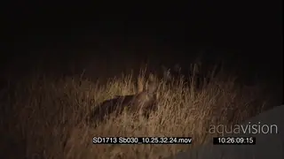 Juvenile Brown hyenas foraging sniffing through tall dry grass at NIGHT