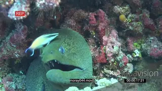 Moray Eel hunting sticking head out of coral reef as Redlip cleaner wrasse swims around.