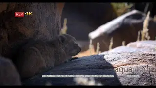 Adult dassie, rock hyrax Procavia capensis acting dead staying so still on the boulder
