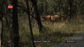 Bengal tiger patrolling territory, walking in green woodland PROFILE AmCam
