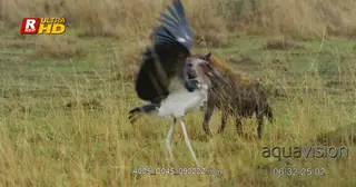 Marabou Stork walking towards the Spotted hyenas carcass while protecting its prey.
