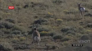 Pronghorn Antelope standing and grazing then one passes by GENERAL BEHAVIOUR