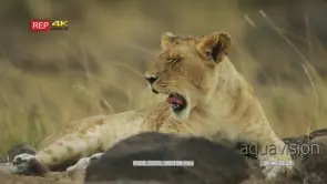 Lion cub lying on the rocks licking and yawning