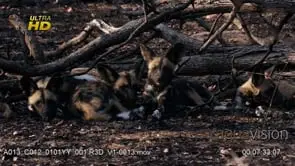 Pack of young African Wild Dog pubs laying down, resting, sleeping and some looking around