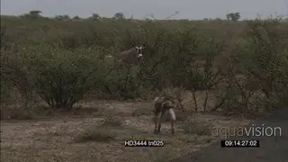 African Wild Dog pack hunt chase Gemsboks into bushes running around stalking as Gemsboks.